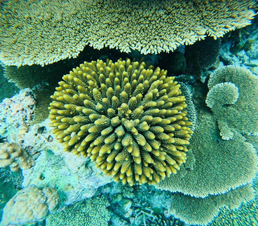 Fulidhoo Ihaa Lodge エクステリア 写真